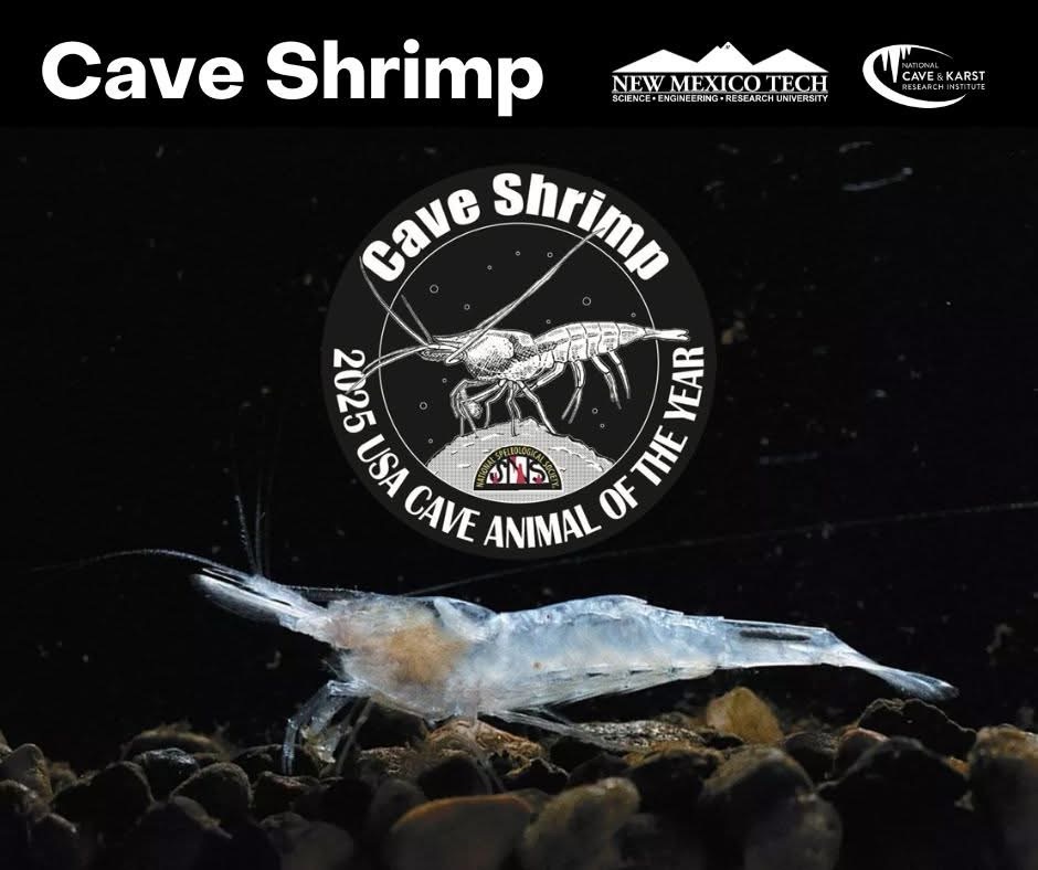 Cave Shrimp Named US Cave Animal of 2025