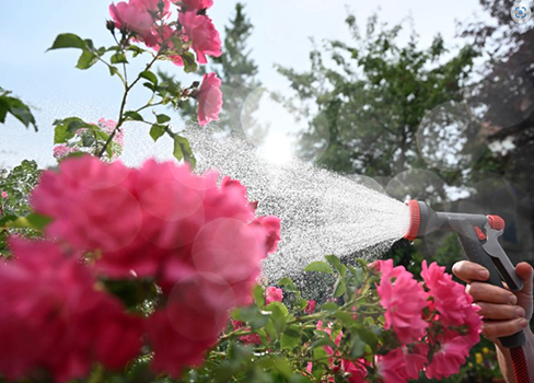 pink flowers being watered