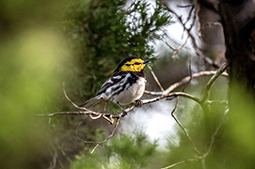 bird