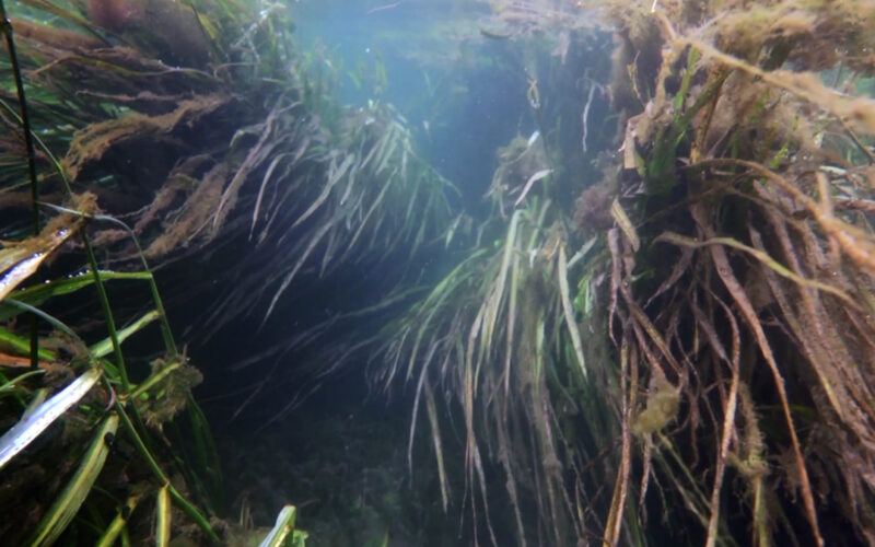 wild rice