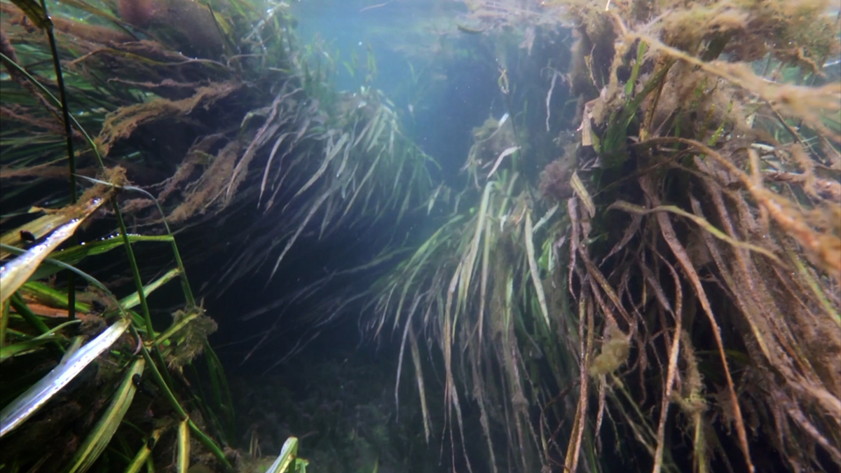 Texas Wild Rice Is The Coolest Plant You’ve Never Heard Of