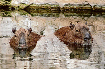 hippos in water