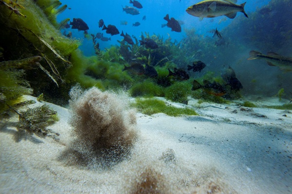 An underwater scene at Spring Lake’s Cream of Wheat Springs, showing a burst of fine sediment rising from the sandy lakebed, resembling a puff of cream of wheat. In the background, schools of fish swim among vibrant aquatic vegetation, with lush green algae clinging to rocks and plants. The water is clear and brightly lit, showcasing the spring's dynamic and biologically rich environment.