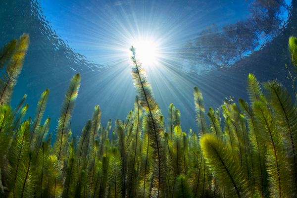 n underwater view of Parrot’s Feather aquatic vegetation, with tall, feathery green plants reaching up toward the surface. Sunlight beams powerfully through the clear water from above, creating radiant streaks of light that illuminate the scene and highlight the intricate textures of the plant leaves.