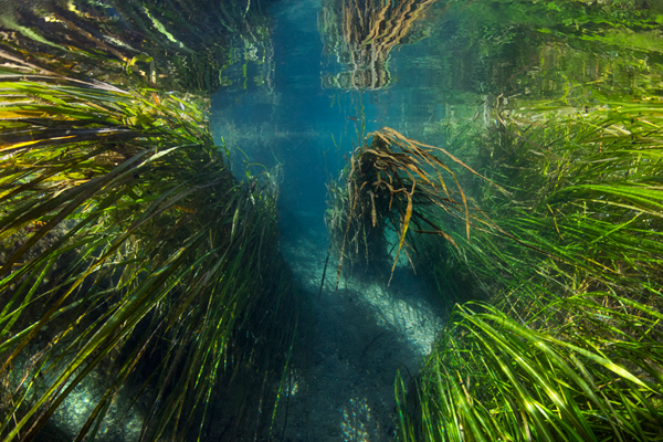 An underwater view of Texas wild rice (Zizania texana) growing in a clear, spring-fed stream. Long, ribbon-like green leaves sway with the current, forming dense stands on either side of a narrow, sandy channel. The water is pristine, with light filtering through from above, casting reflections on the streambed. The image highlights the fragile and protected habitat of this rare aquatic plant, found only in the San Marcos River system.
