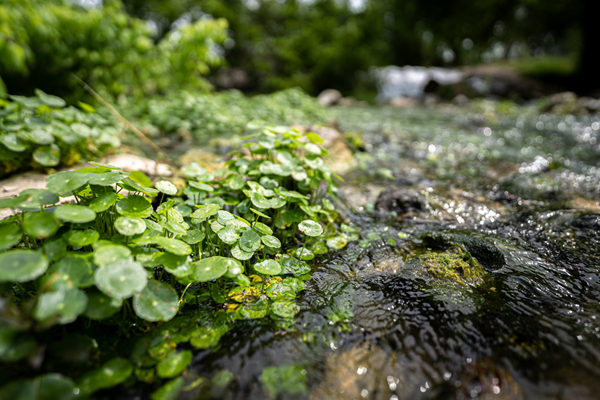 A close-up view of a lush green aquatic plant, likely pennywort, growing on the edge of a clear, shallow stream.
