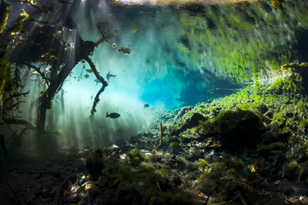 An underwater scene in a clear, freshwater spring ecosystem. Sunlight filters through the water’s surface, casting dramatic beams of light onto the rocky, plant-covered bottom. Aquatic plants, mosses, and algae cover the terrain, while small fish swim through the light shafts.