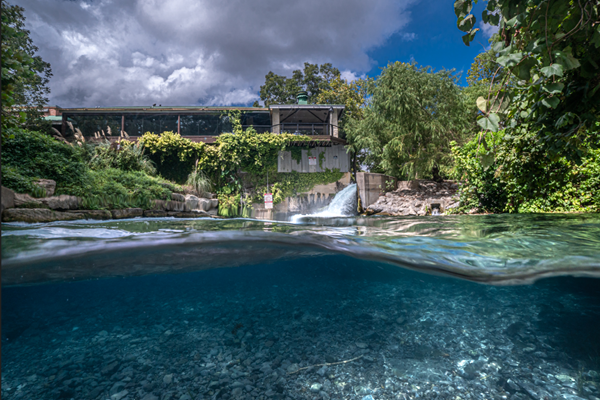 A stunning split-level photograph of the San Marcos River headwaters, capturing both above and below the surface of a crystal-clear river. Above the waterline, a historic structure draped in lush green vines sits near a small man-made waterfall, surrounded by dense riparian vegetation and tall trees beneath a dramatic, partly cloudy sky. Below the surface, the riverbed is clearly visible, featuring smooth pebbles and vibrant blue water. The image beautifully illustrates the natural clarity and vitality of the headwaters in this iconic Texas spring-fed river.