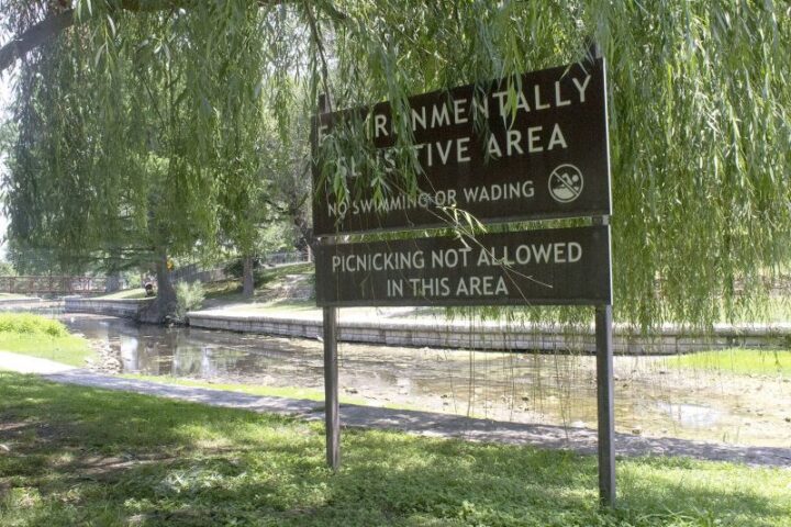 A brown and white sign stands beneath drooping willow tree branches beside a small stream or river. The sign reads: “ENVIRONMENTALLY SENSITIVE AREA. NO SWIMMING OR WADING” and below that, “PICNICKING NOT ALLOWED IN THIS AREA.” The area is grassy with paved walkways and shaded by numerous trees, with sunlight filtering through. A gently curving concrete embankment lines the waterway, which appears calm and shallow. The atmosphere is peaceful and natural, indicating a protected environment