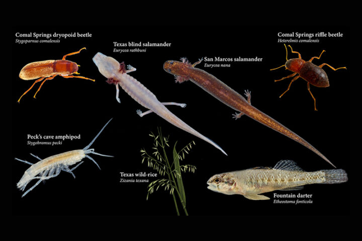 Seven Listed Species of the Edwards Aquifer