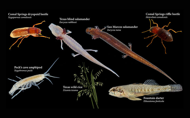 Seven Listed Species of the Edwards Aquifer