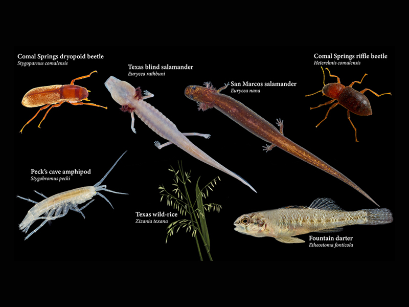 Seven Listed Species of the Edwards Aquifer