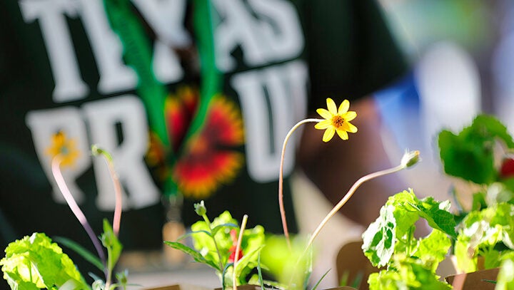 Free Texas native plants being handed out to drive-thru visitors