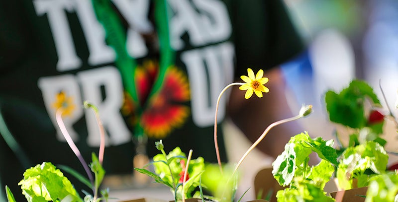 Free Texas native plants being handed out to drive-thru visitors