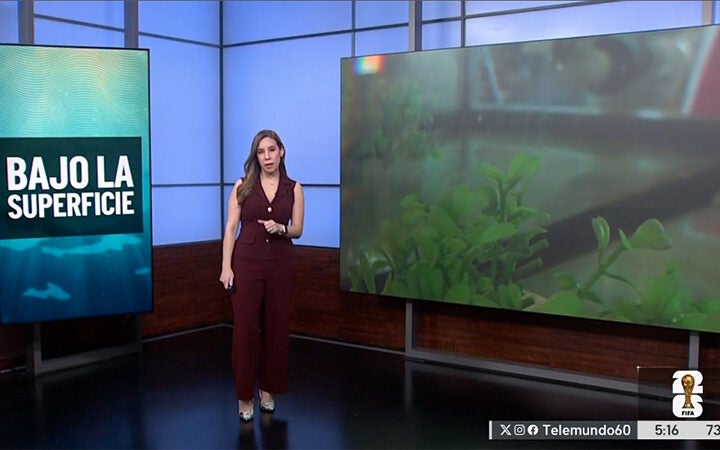 Asi son los esfuerzos para proteger especies que habitan bajo aguas del Acuífero Edwards