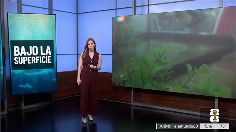 Asi son los esfuerzos para proteger especies que habitan bajo aguas del Acuífero Edwards