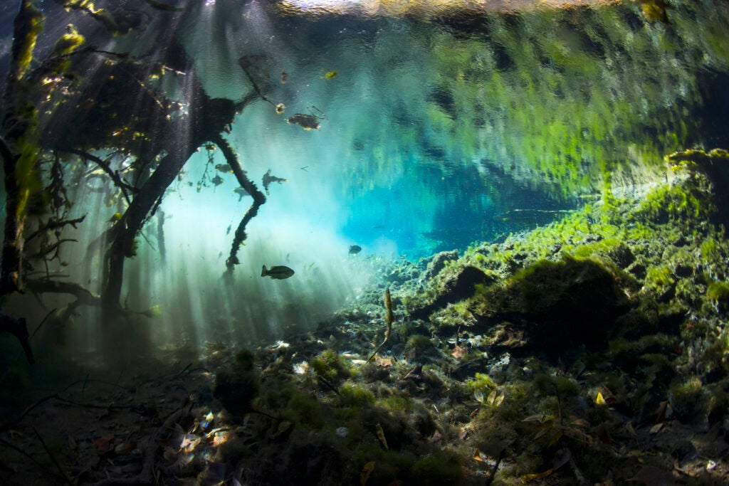 Underwater picture with sloped rocks on the right covered in algae, teal blue deeper water in the middle with fish floating above and fallen tree branches on the left. 