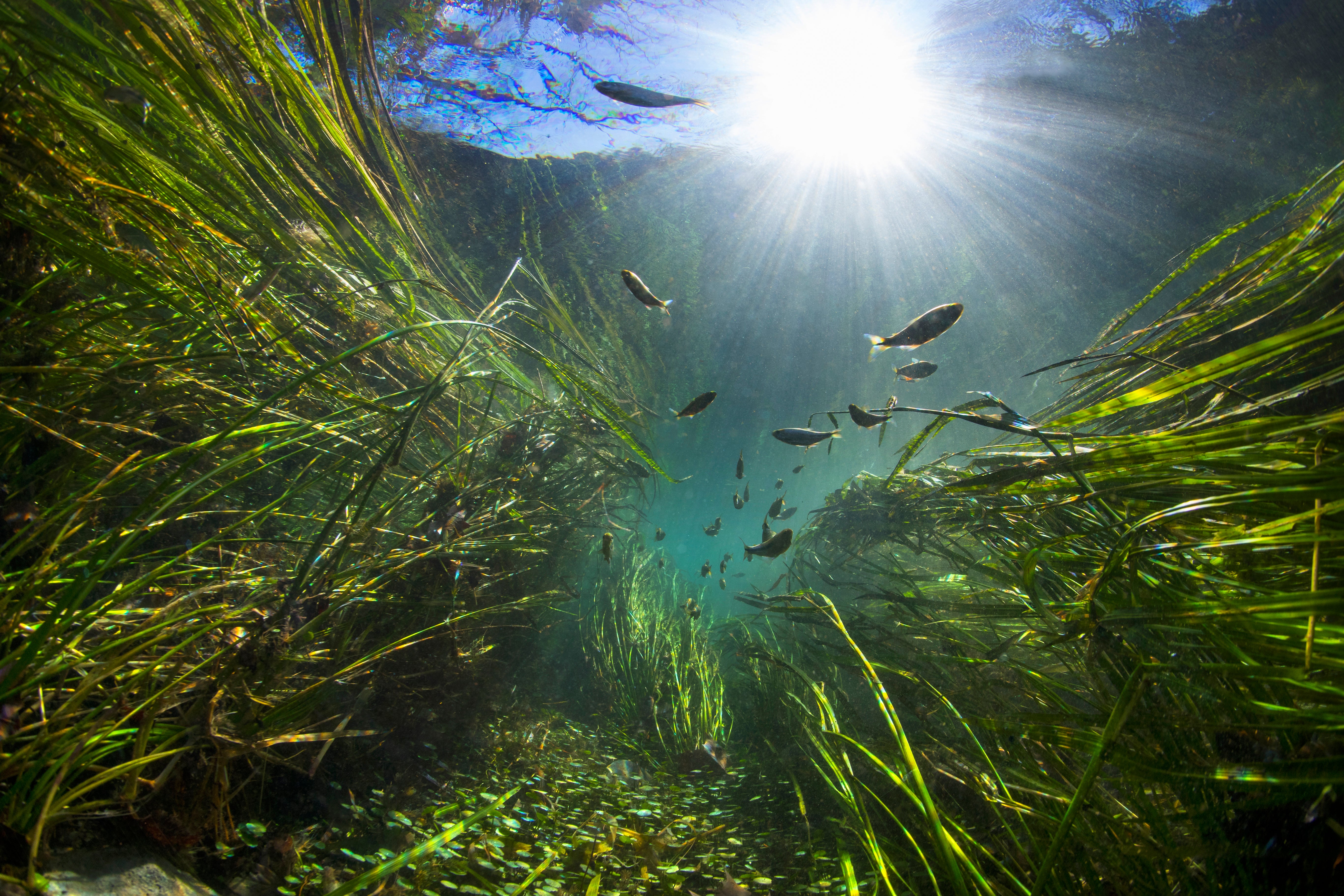 Underwater picture of aquatic vegetation, endangered Texas wild-rice, swaying in the clear springfed water of the San Marcos River.