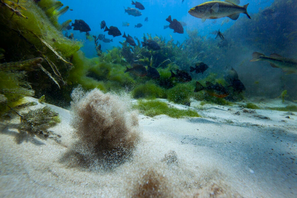 Underwater picture with white sand bubbling from artesian springs, around 15 fish are floating above with aquatic vegetation on either side of the springs. 
