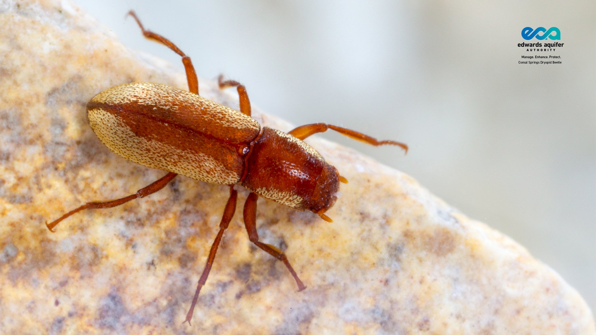 Comal Springs dryopoid beetle anniversary wallpaper