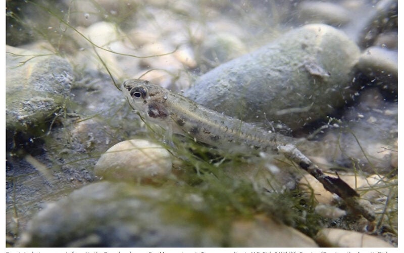 New Braunfels approves ordinance change that helps protect endangered species habitat