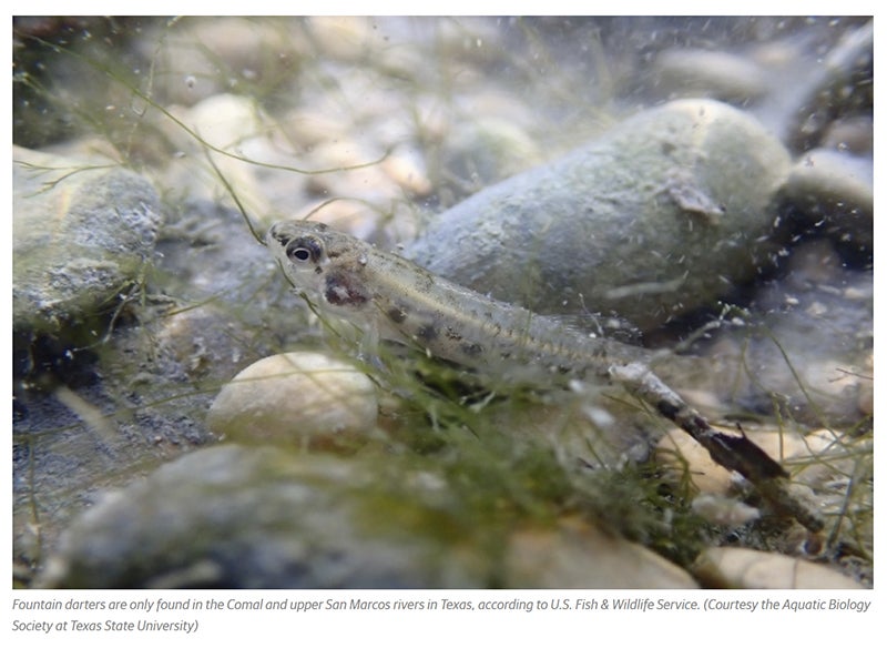 New Braunfels approves ordinance change that helps protect endangered species habitat